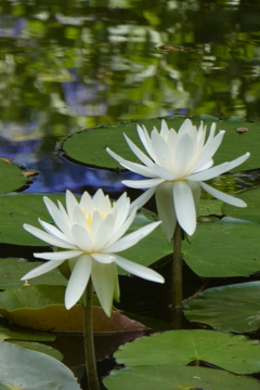 P1120434