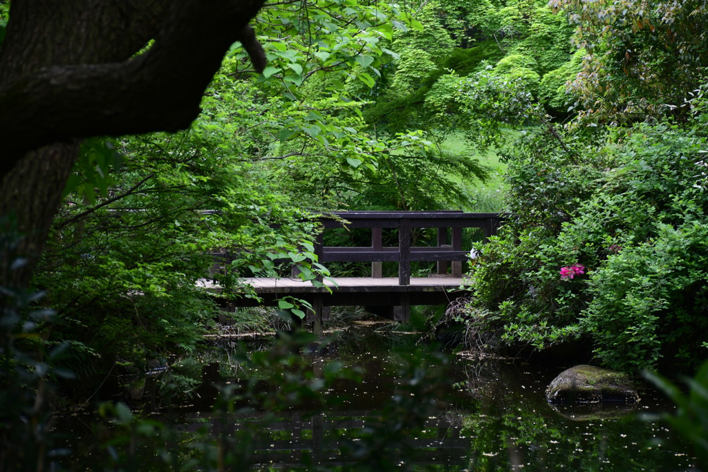 秘境の橋