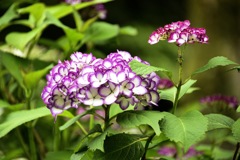 紫陽花 