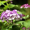紫陽花 