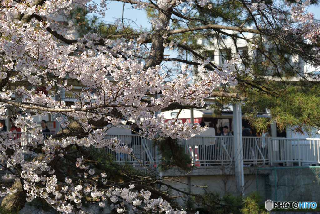 夙川公園～その２