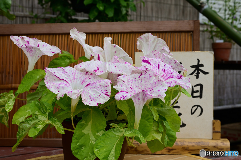 朝顔　３
