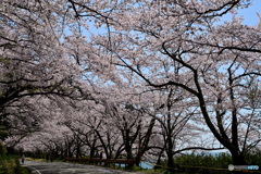 海津大崎　その６