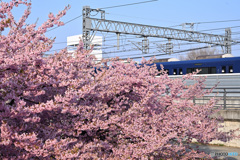 河津桜　その２