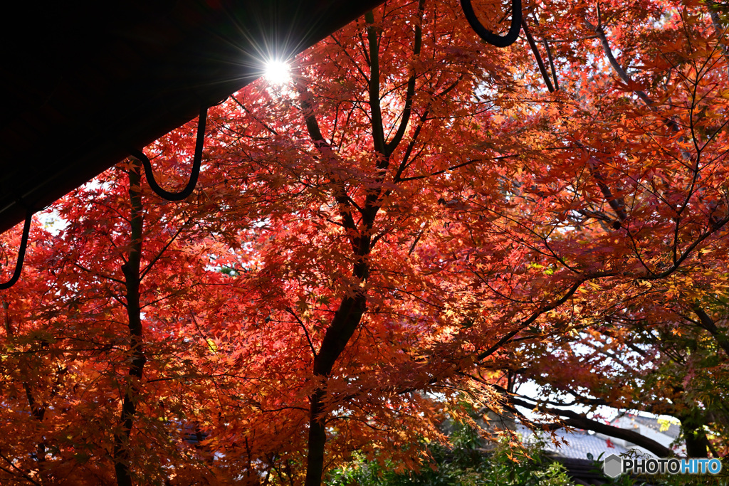 京都　紅葉　２０２３　その３