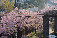 河津桜　その５