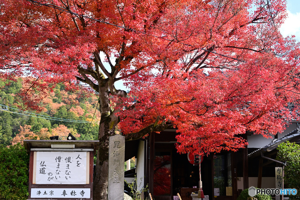 京都　紅葉　２０２３　その１