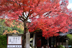 京都　紅葉　２０２３　その１