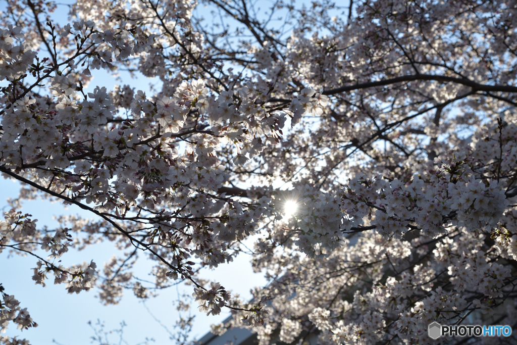 夙川公園～その１