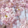 しだれ桜