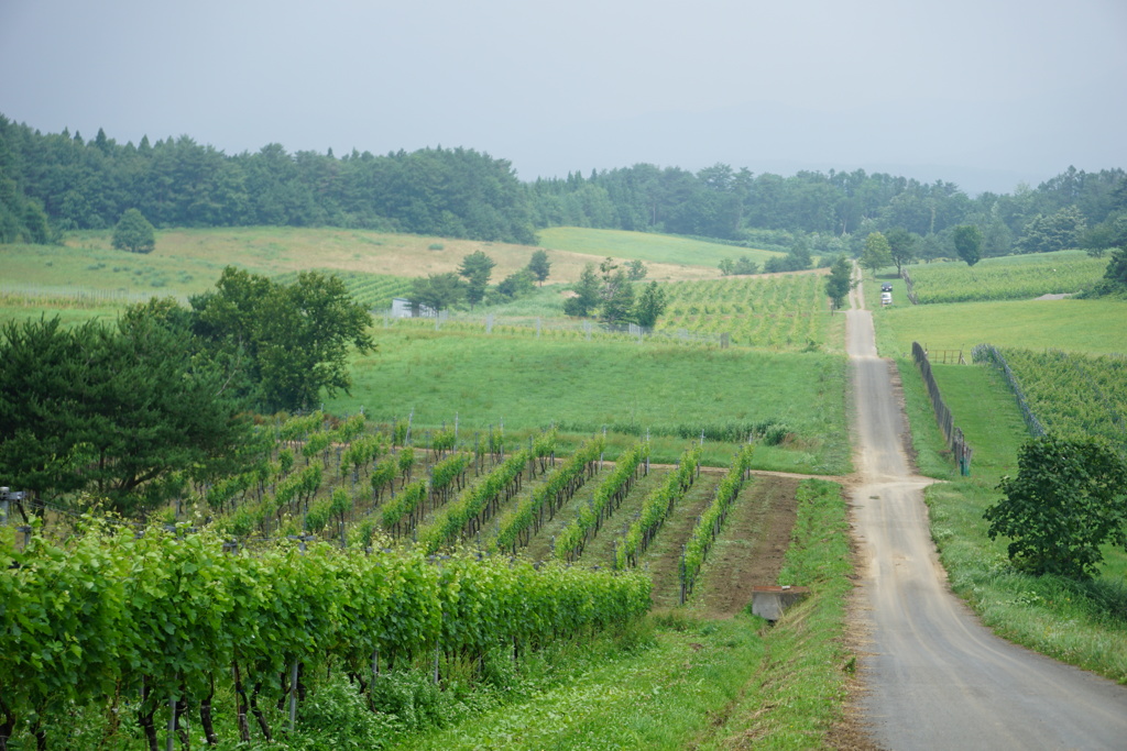ぶどう畑の丘