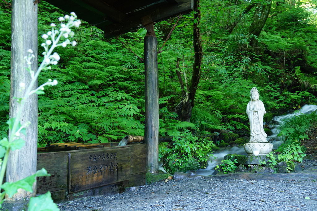 沸壺池の清水