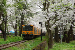 20180430 芦野公園駅の桜