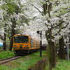 20180430 芦野公園駅の桜
