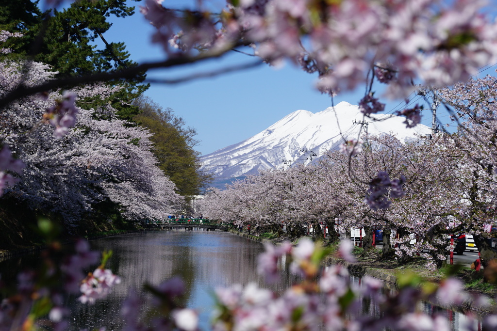 桜の額縁