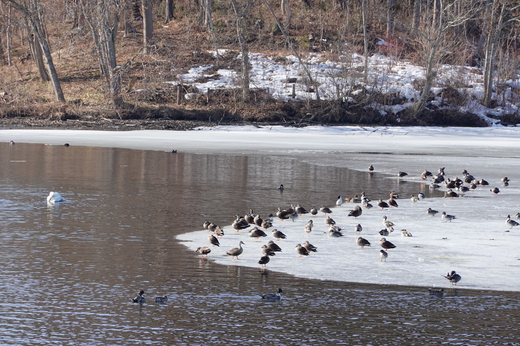 氷の上で一休み、の群れ