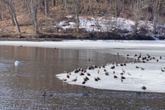 氷の上で一休み、の群れ