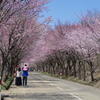 世界一の桜並木