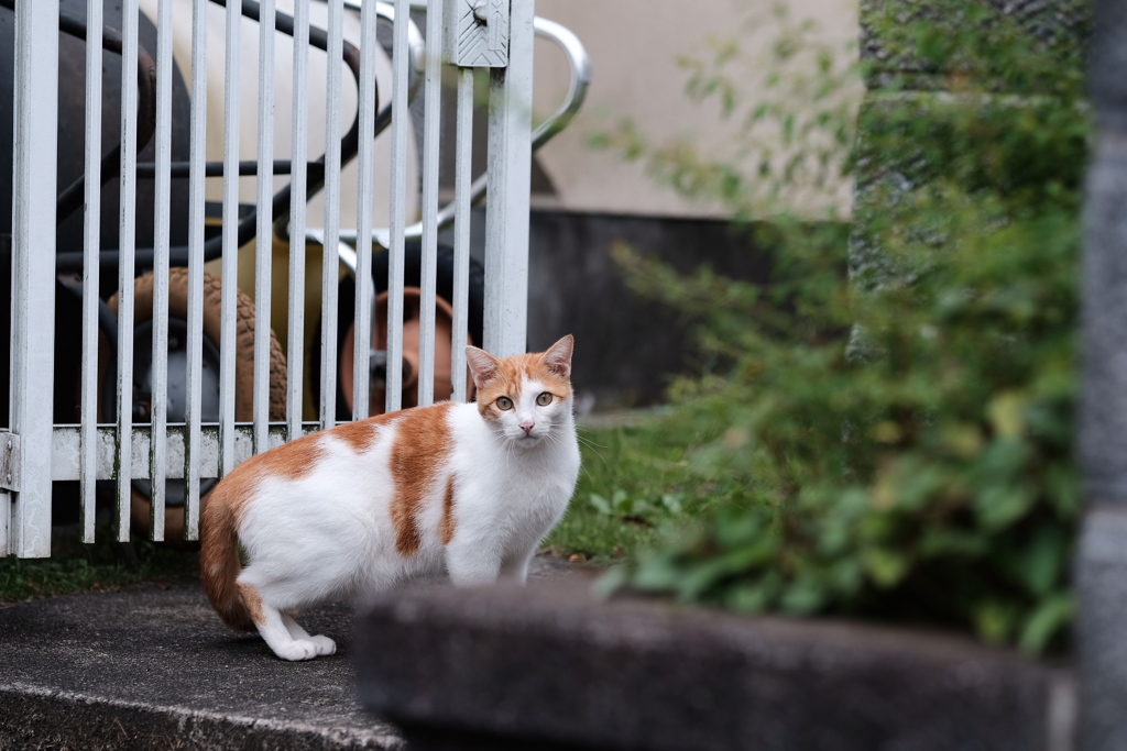 neighbor's cat