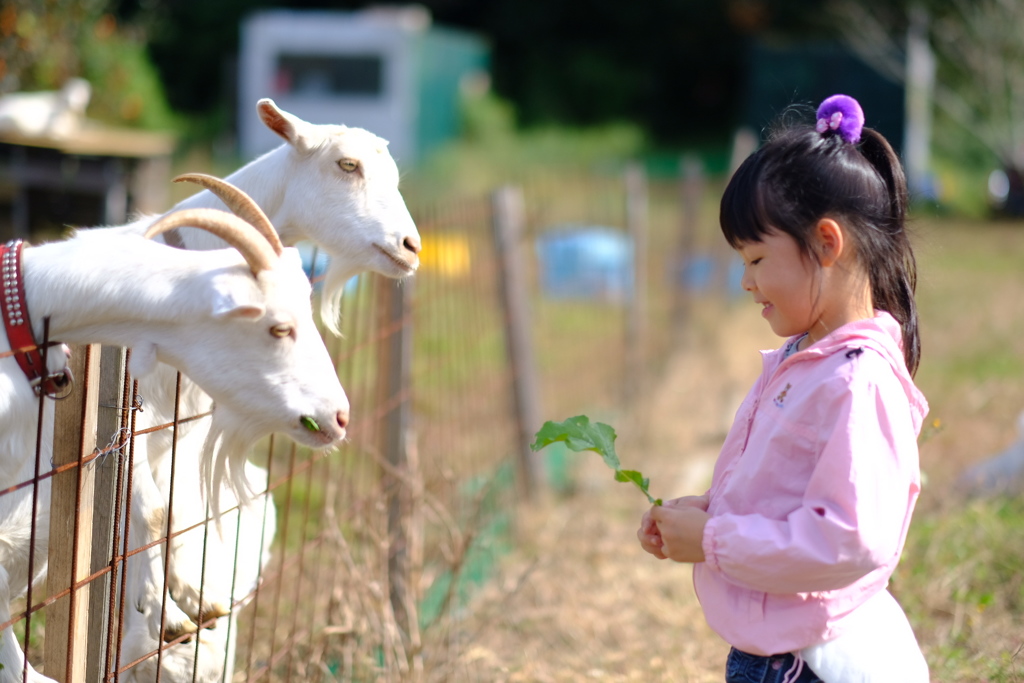 girl & goats