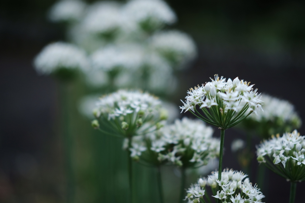 fleur de ciboulette chinoise