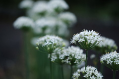 fleur de ciboulette chinoise