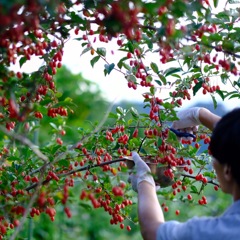 Picking silverberry