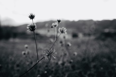 sendangusa
