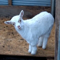 life with goats