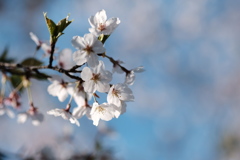 sakura