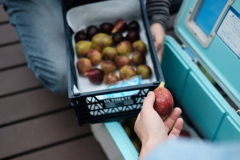 la saison de figues