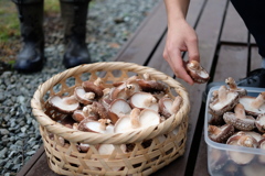 shitake