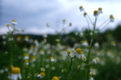 camomille