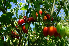 petites tomates