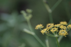 fleur de fenouil