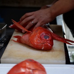 beryx splendens