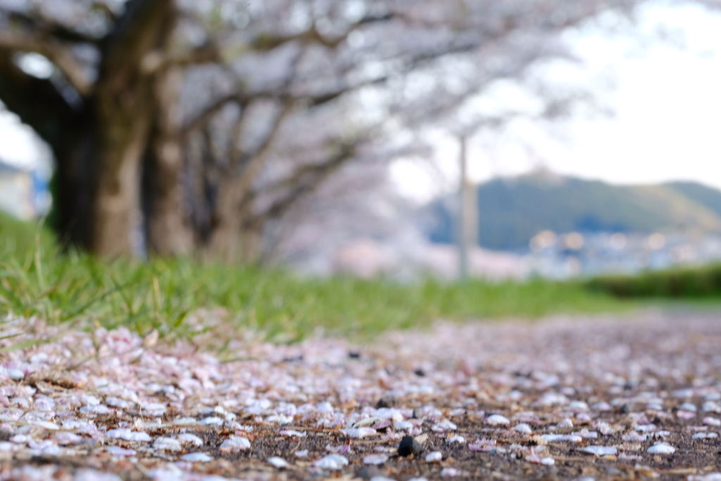 sakura