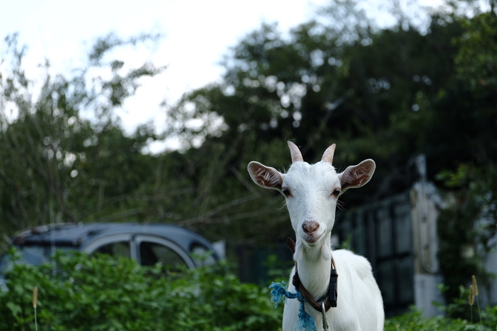life with goats