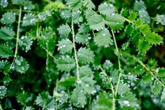 salad burnet