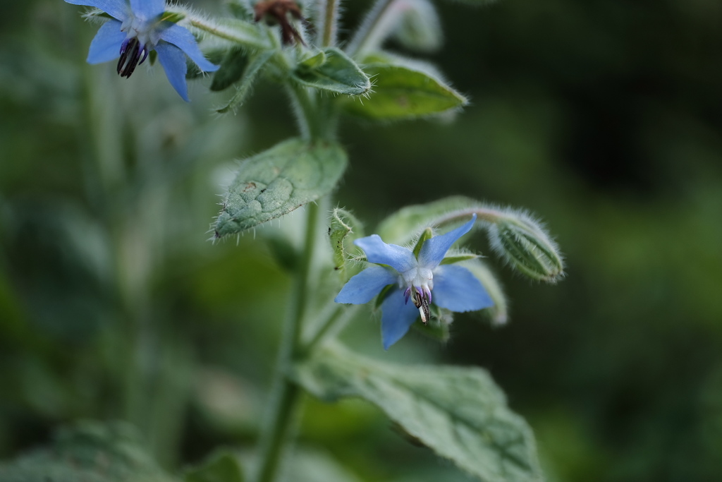 borage