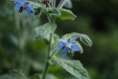 borage