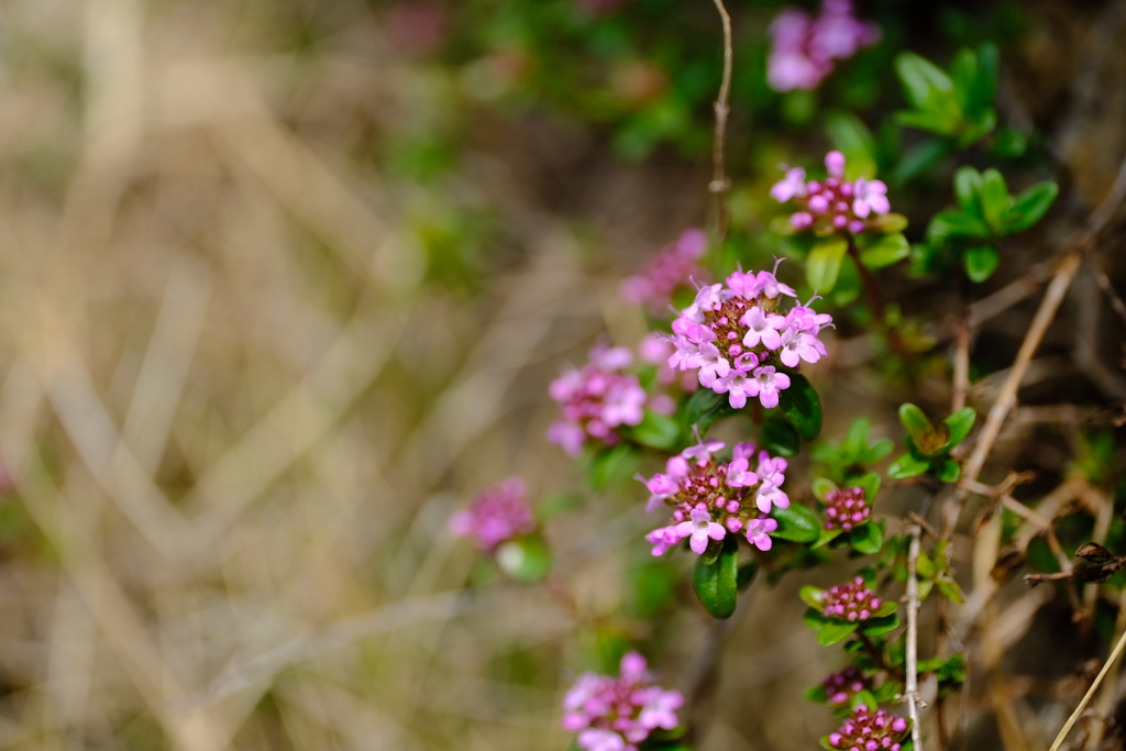 fleurs de thym