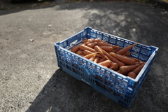 carottes
