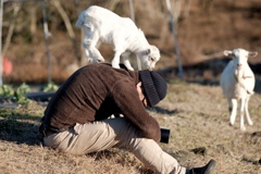 life with goats