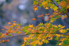 asagiri