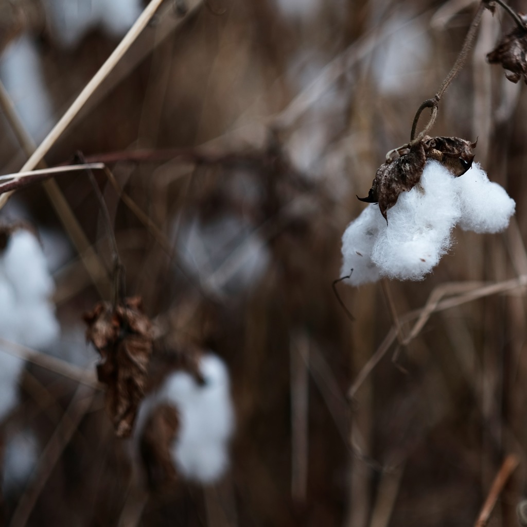 cotton