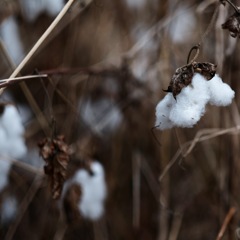 cotton