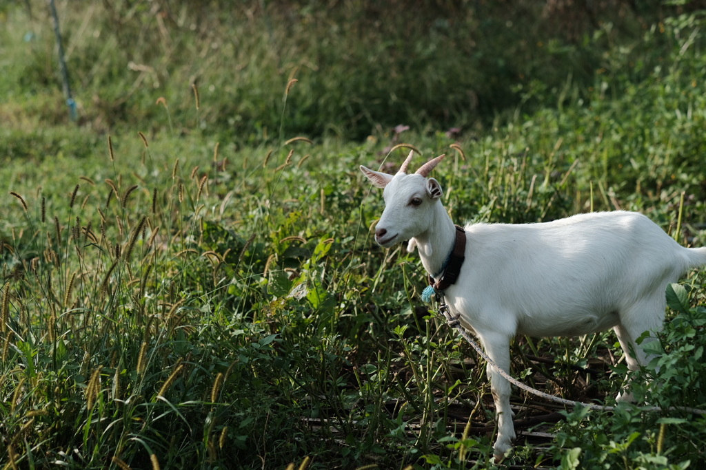 life with goats