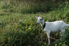 life with goats