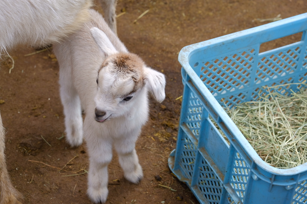 baby goat